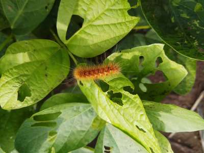Red Hairy Caterpillar - Soybean