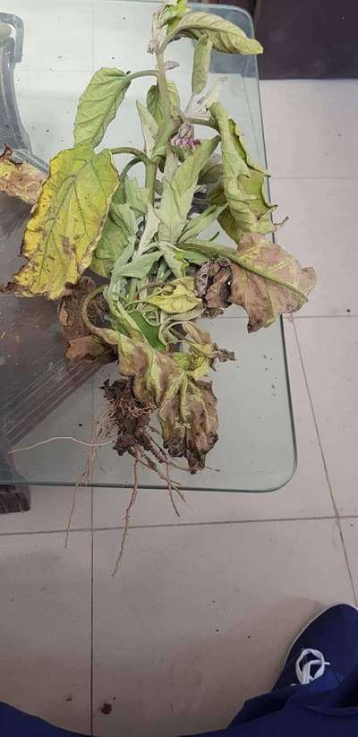 Fusarium Wilt - Brinjal