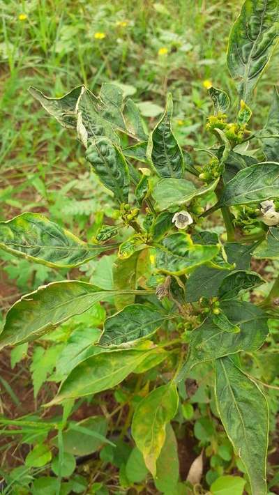 ಪೊಟ್ಯಾಸಿಯಮ್  ಕೊರತೆ - ದಪ್ಪ ಮೆಣಸಿನಕಾಯಿ & ಮೆಣಸಿನಕಾಯಿ