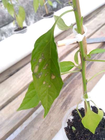 Chilli Cercospora Leaf Spot - Capsicum & Chilli