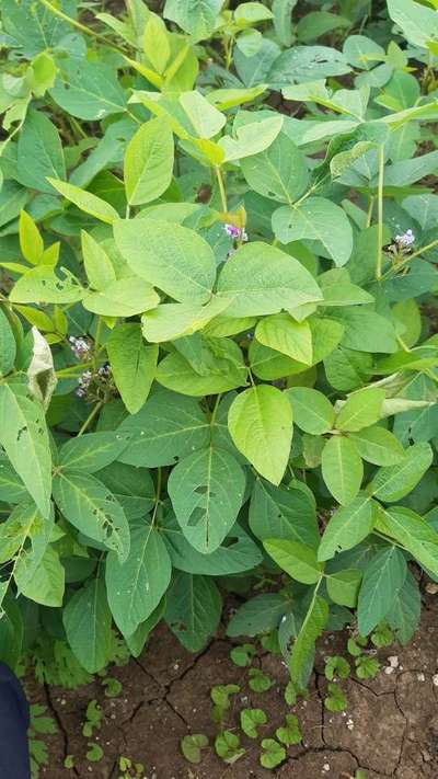 Tobacco Caterpillar - Soybean