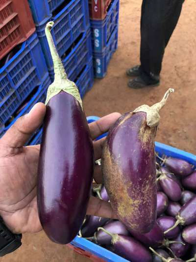 Thrips - Brinjal