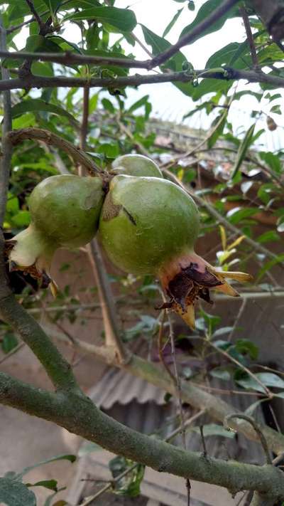 থ্রিপস - ডালিম