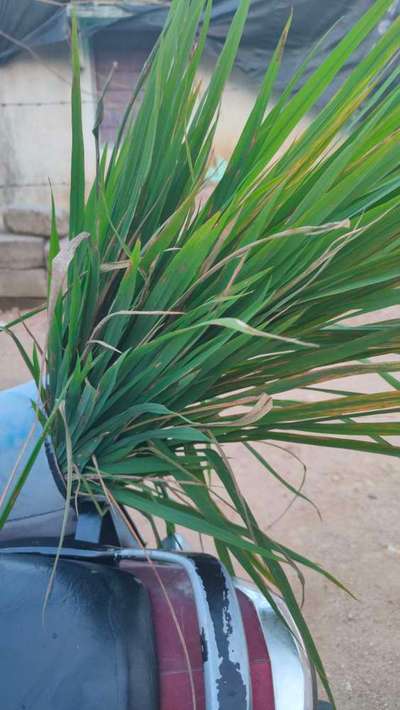 Bacterial Leaf Streak - Rice