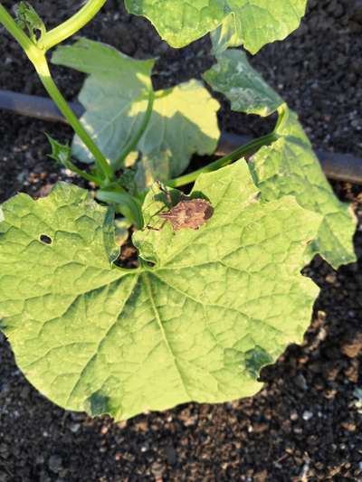 Stink Bugs on Soybean - Cucumber