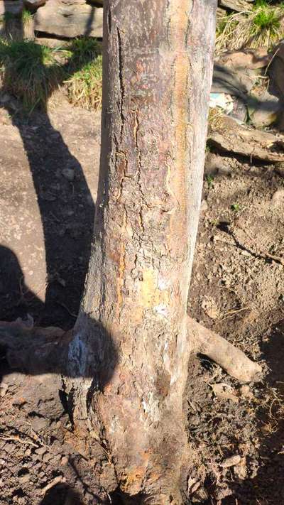 Phytophthora Crown and Root Rot - Apple