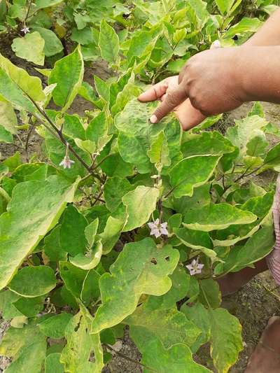 Magnesium Deficiency - Brinjal