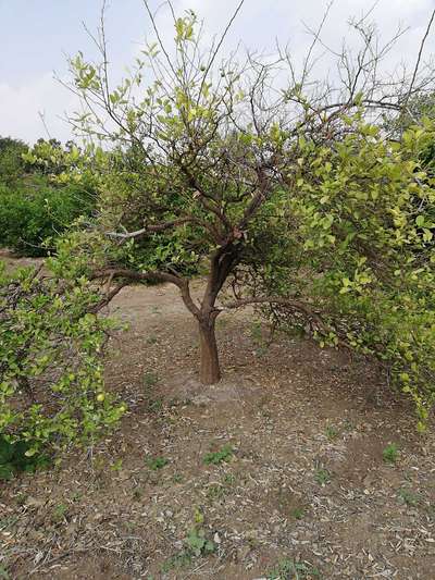ಸಾರಜನಕ ಕೊರತೆ - ಸಿಟ್ರಸ್ (ನಿಂಬೆ, ಕಿತ್ತಳೆ ಹಾಗು ಇತರ ನಿಂಬೆ ಜಾತಿ ಬೆಳೆಗಳು)