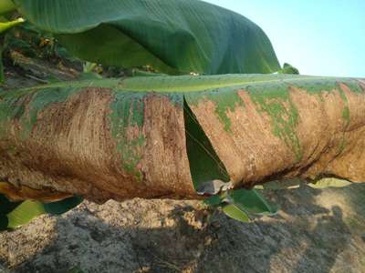 Castor Hairy Caterpillar - Banana