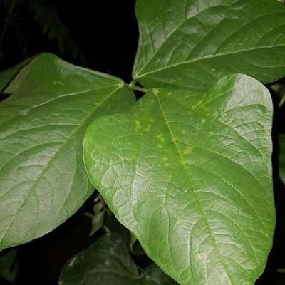 Cercospora Leaf Spot of Legumes - Bean