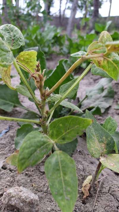 Ashy Stem Blight of Bean - Black & Green Gram