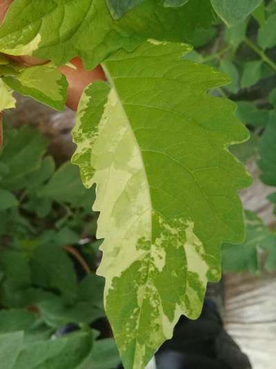 Panachure des Feuilles - Tomates