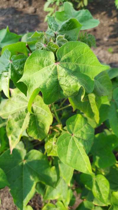 Cotton Leafhopper Jassids - Cotton