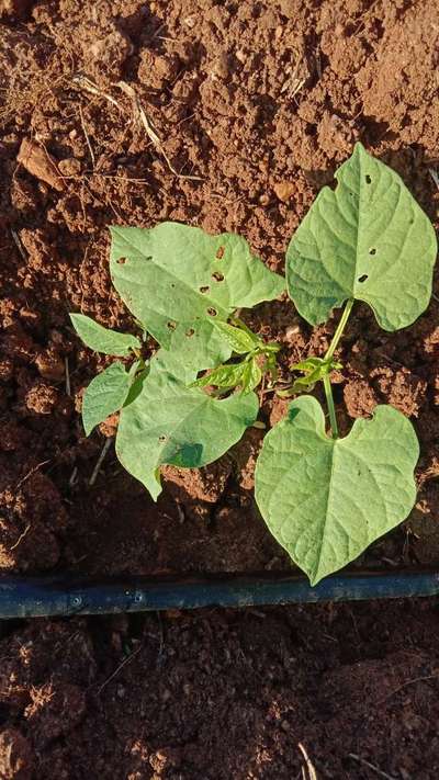 ಚಿಗಟ ಜೀರುಂಡೆ (ಫ್ಲೀ ಬೀಟಲ್) - ಹುರುಳಿ