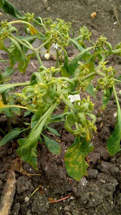 Bacterial Spot of Pepper - Capsicum & Chilli