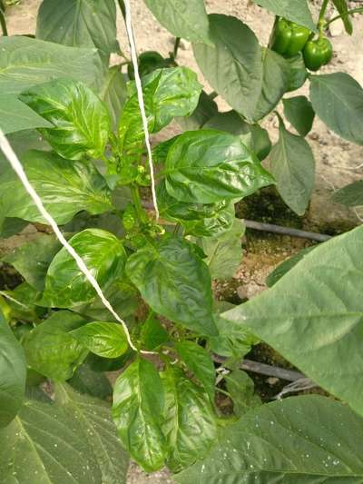 Brown Mite - Capsicum & Chilli