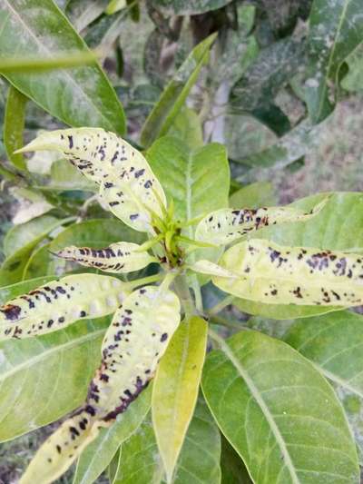 Anthracnose of Papaya and Mango - Mango