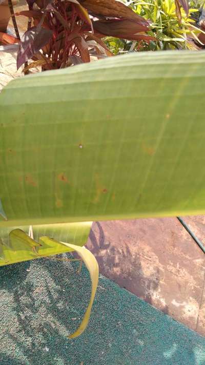 Cucumber Mosaic Virus on Banana - Banana