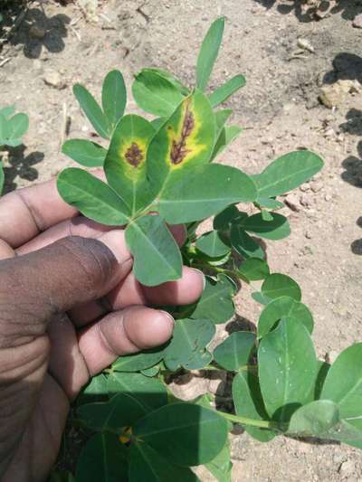 Alternaria Leaf Spot Peanut - Peanut