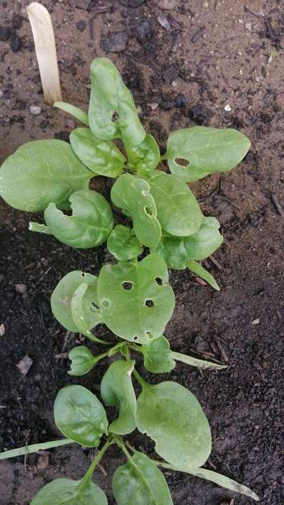 Gardama de la remolacha - Capsicum y chile