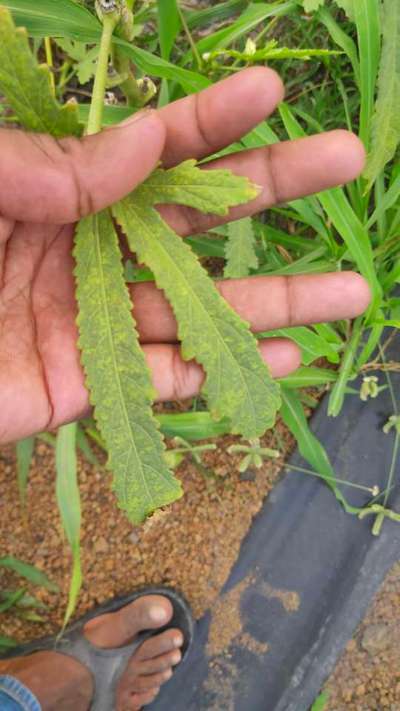 Thrips - Okra