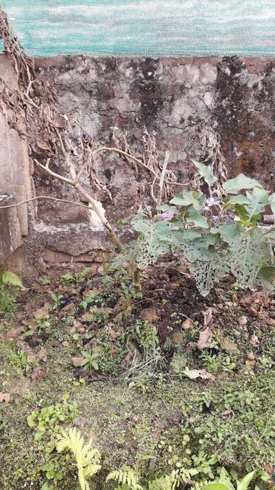 Flea Beetles - Brinjal