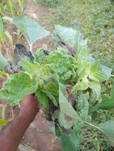 Aphids - Cabbage