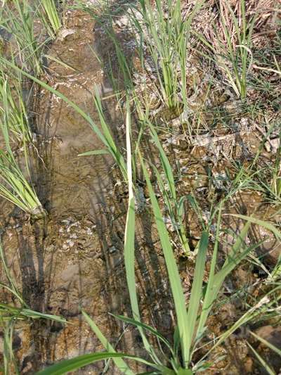 Leaf Scald of Rice - Rice