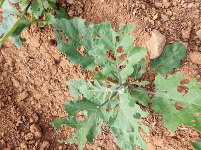 Tobacco Caterpillar - Brinjal