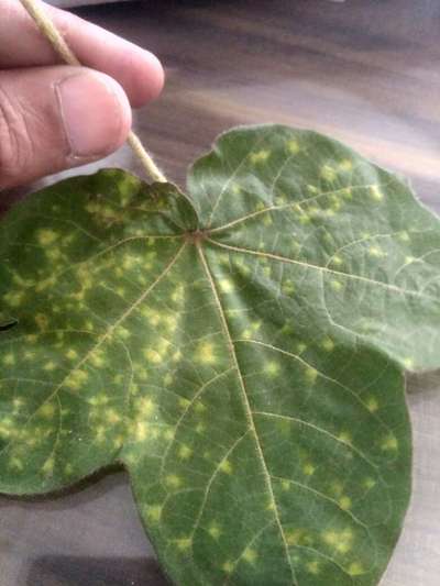 Downy Mildew - Cotton