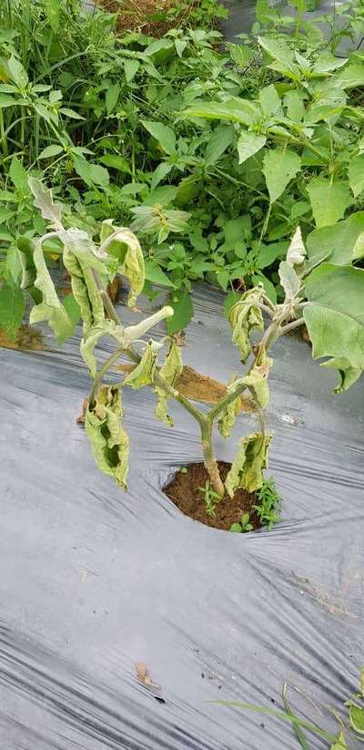 Brinjal Shoot and Fruit Borer - Brinjal