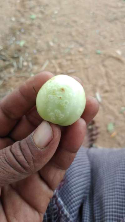 Bacterial Canker of Tomato - Tomato