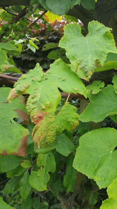 Érinose de la Vigne - Vignes