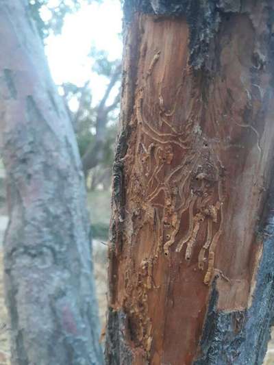 Fruit Tree Bark Beetle - Apple