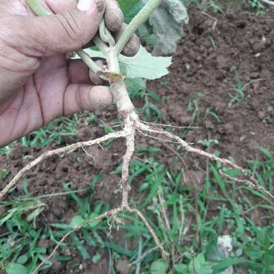 Foot and Collar Rot - Brinjal