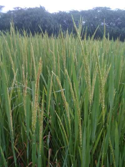 Bacterial Panicle Blight - Rice