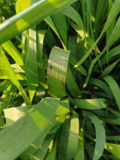 Aphids - Wheat