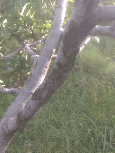 Fruit Tree Canker - Apple