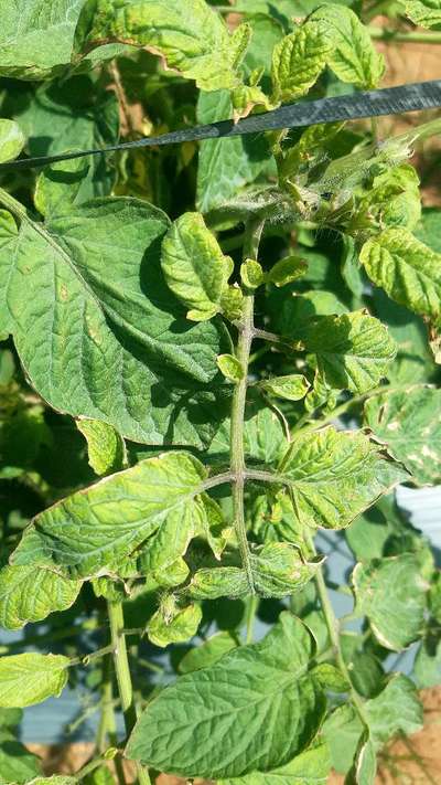 Spider Mites - Tomato