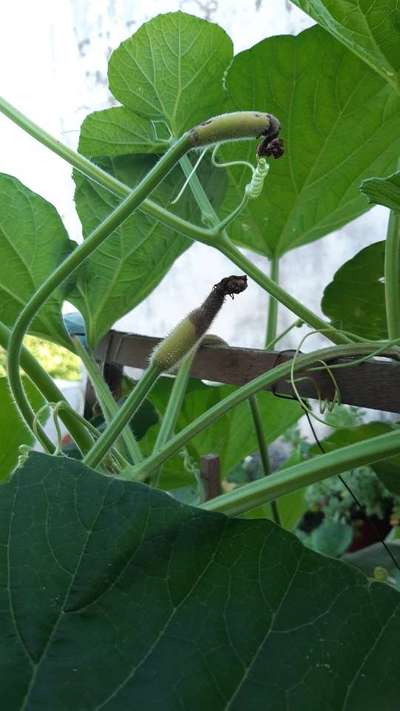 Blossom End Rot - Cucumber