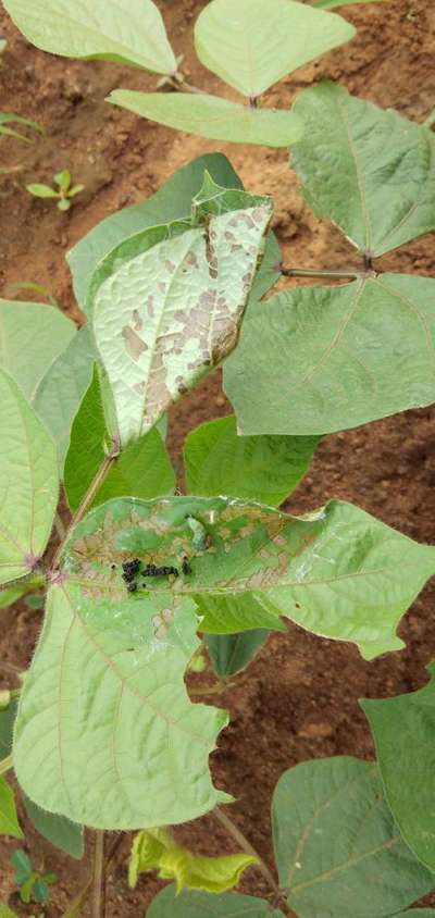 Bean Leaf Webber - Black & Green Gram