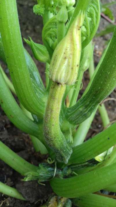 Boron Deficiency - Zucchini