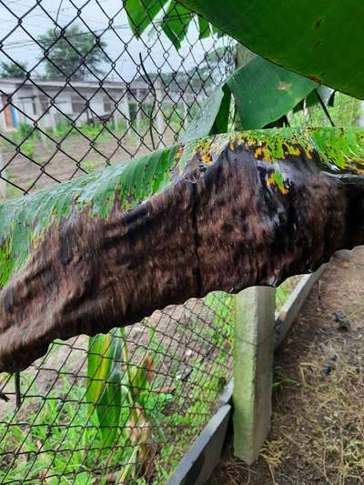 Yellow and Black Sigatoka - Banana