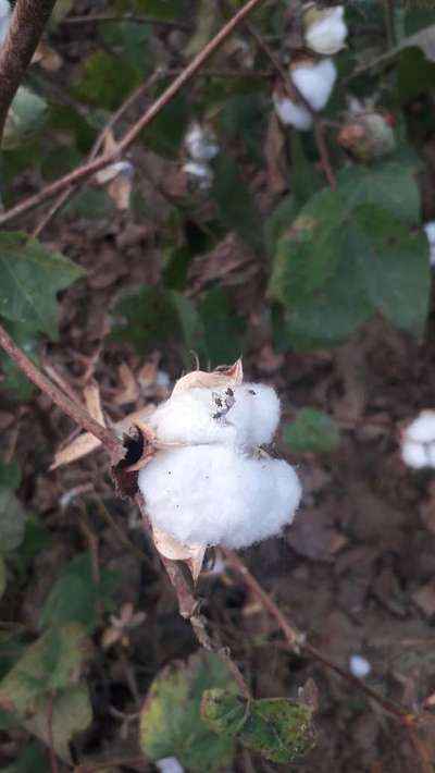 Dusty Cotton Stainer - Cotton