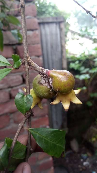 ছাতরা পোকা - ডালিম