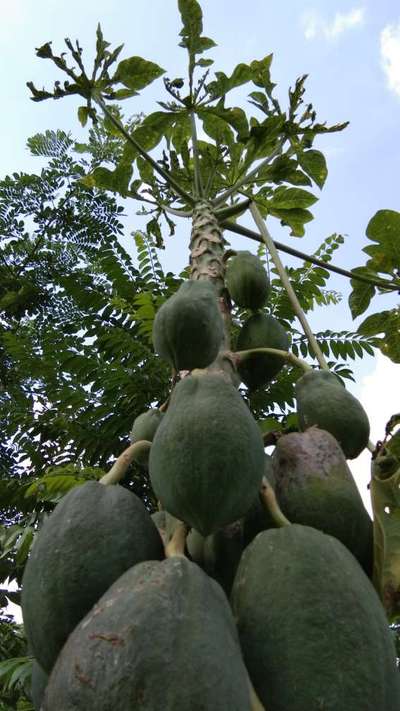 পেঁপের মোজাইক ভাইরাস রোগ - পেঁপে