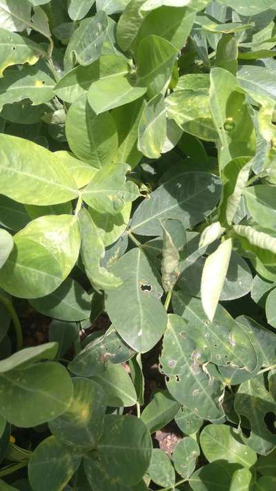 Tobacco Caterpillar - Peanut