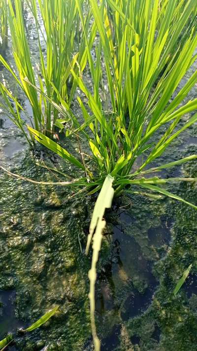 ತಂಬಾಕು ಕ್ಯಾಟರ್ಪಿಲ್ಲರ್ - ಭತ್ತ