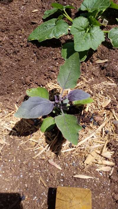 Phosphorus Deficiency - Brinjal