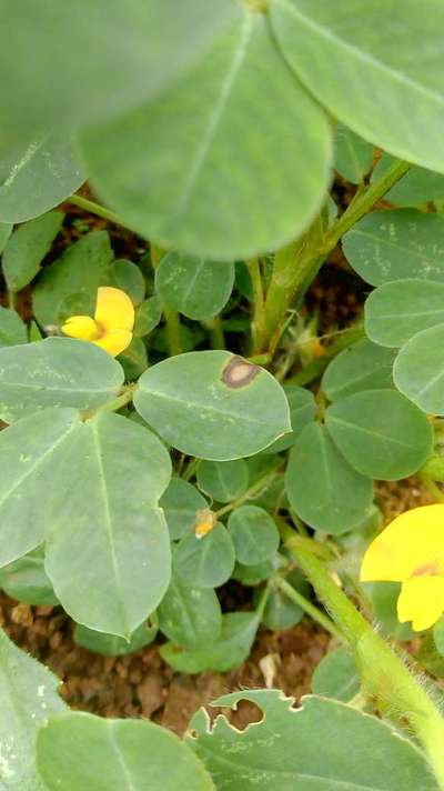 Alternaria Leaf Spot Peanut - Peanut